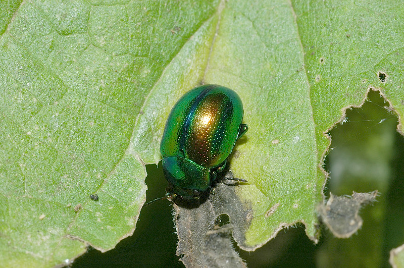 Chrysomelidae